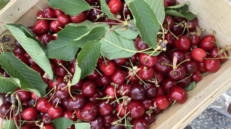 Les producteurs français alertent sur l’impossibilité de stocker les cerises.