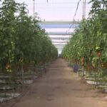 Agriculture espagnole : systèmes intensifs et capitalistiques favorisent l&rsquo;exportation.