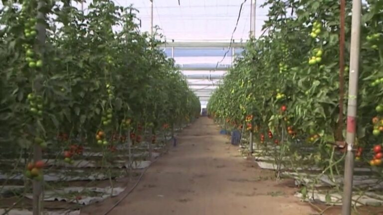 Agriculture espagnole : systèmes intensifs et capitalistiques favorisent l’exportation.