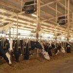 Une ferme au Qatar produit du lait dans des conditions désertiques extrêmes.