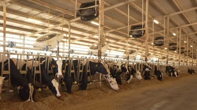 Une ferme au Qatar produit du lait dans des conditions désertiques extrêmes.