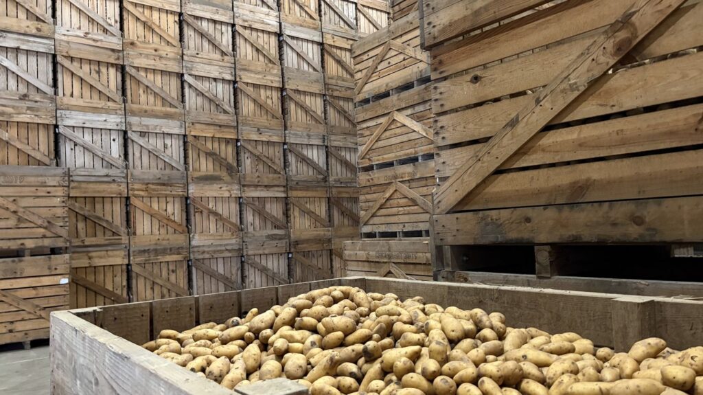 Surproduction de pommes de terre : des cultivateurs se retrouvent avec des stocks invendus.
