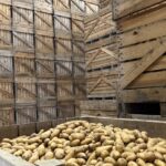 Surproduction de pommes de terre : des cultivateurs se retrouvent avec des stocks invendus.