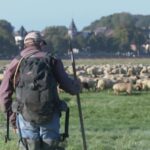 La viande d&rsquo;agneau de prés salés de la baie de Somme de nouveau disponible dans les boucheries et restaurants.