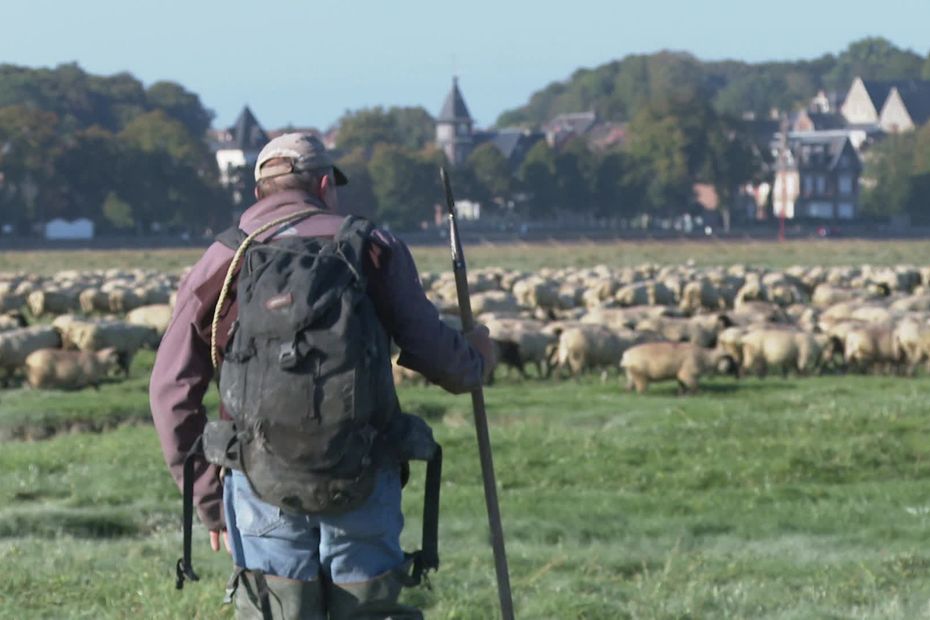 La viande d’agneau de prés salés de la baie de Somme de nouveau disponible dans les boucheries et restaurants.