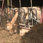 Transhumance interdite au Pays basque : éleveurs bloqués par refus de vaccination
