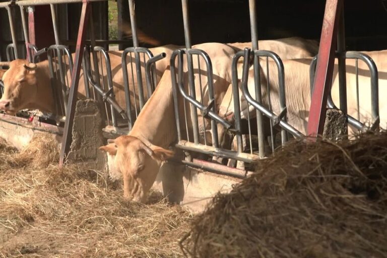 Transhumance interdite au Pays basque : éleveurs bloqués par refus de vaccination