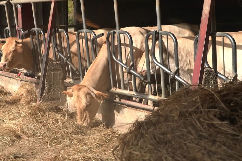 Transhumance interdite au Pays basque : éleveurs bloqués par refus de vaccination