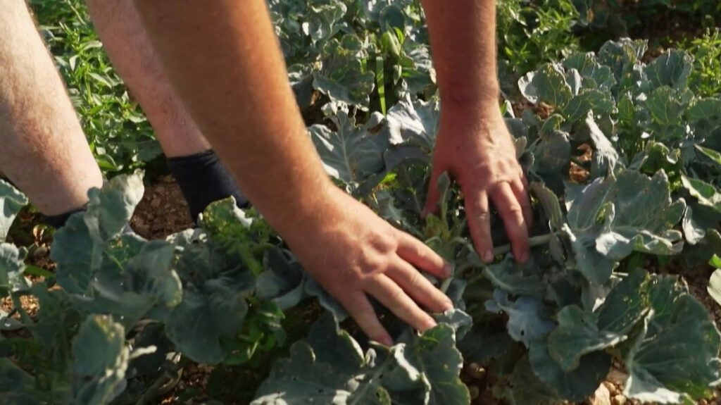 L’effet « sèche-cheveux » menace la production agricole en France, selon des experts.