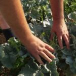 L’effet « sèche-cheveux » menace la production agricole en France, selon des experts.