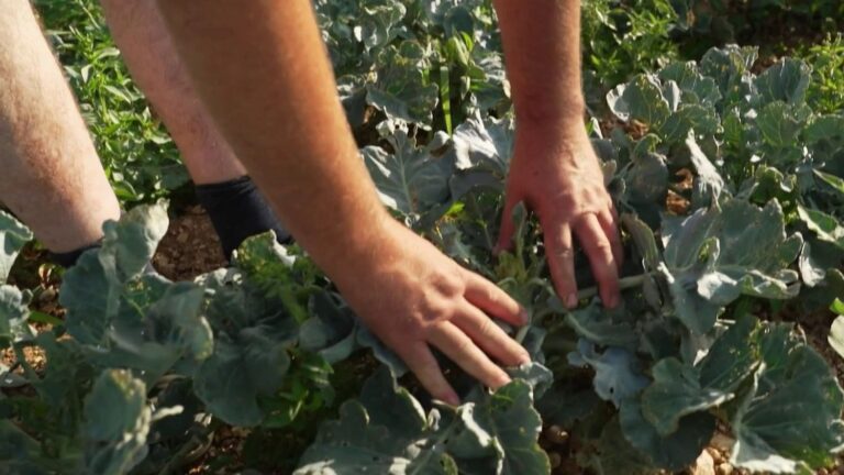 L’effet « sèche-cheveux » menace la production agricole en France, selon des experts.