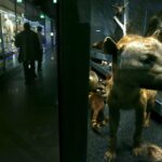 Le Muséum de Toulouse ferme en raison d&rsquo;une panne de climatisation urgente.