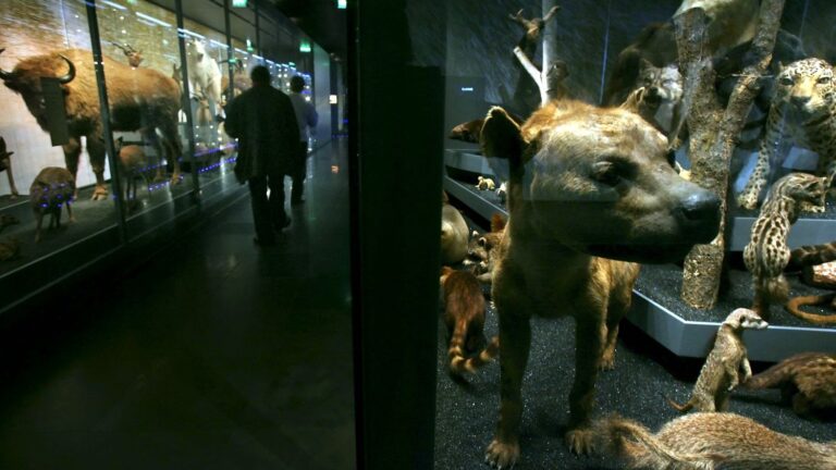 Le Muséum de Toulouse ferme en raison d’une panne de climatisation urgente.