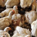 Côtes-d&rsquo;Armor : jusqu&rsquo;à 10 000 volailles mortes en une nuit à cause de la chaleur, alerte la FDSEA.