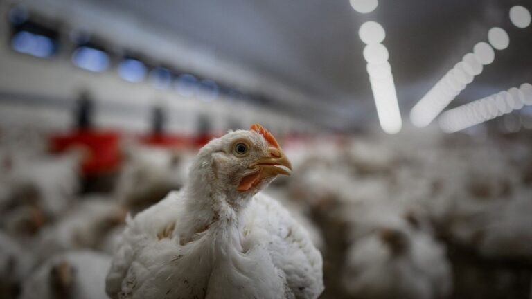 Près de 8 500 poulets meurent en raison de la chaleur dans un élevage du Pas-de-Calais