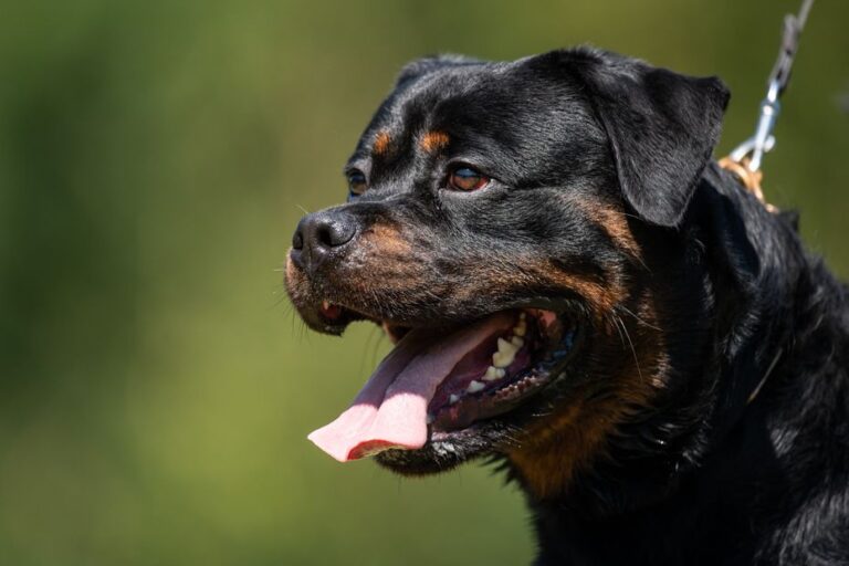 Euthanasie d’un chien et peine avec sursis pour sa propriétaire après attaque d’une fillette par un rottweiler