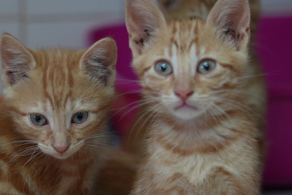 La SPA met en garde contre un salon du chiot et du chaton en extérieur en période de canicule.