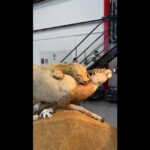 Restauration d&rsquo;une lionne et d&rsquo;un oryx naturalisés par un musée français de zoologie