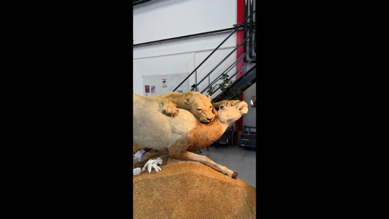 Restauration d’une lionne et d’un oryx naturalisés par un musée français de zoologie