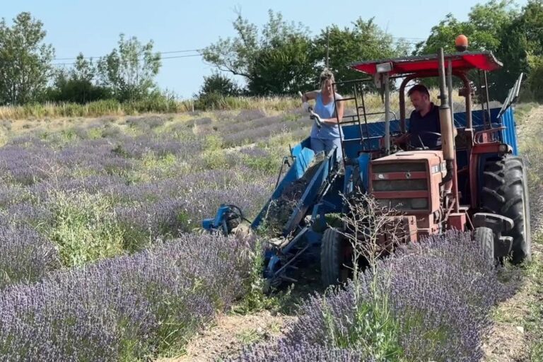 La relance de la culture de la lavande dans le Lot par Sophie et David après des décennies d’oubli.