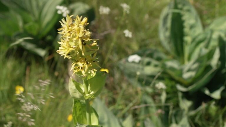 La gentiane auvergnate, fleur jaune, utilisée pour un apéritif amer en France