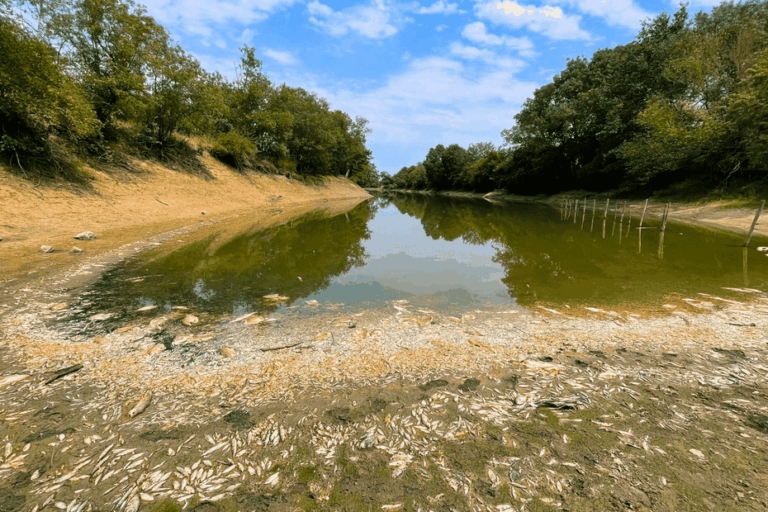 Des milliers de poissons meurent de chaleur dans la Loire et le marais de Brière.