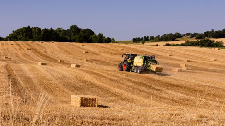 Canicule : les agriculteurs et éleveurs français face à une crise agricole majeure