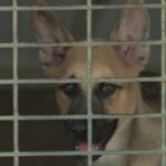 Canicule : la SPA signale une augmentation des abandons de chiens et de chats.