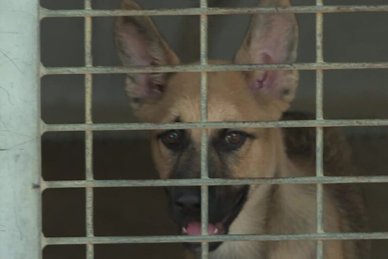 Canicule : la SPA signale une augmentation des abandons de chiens et de chats.