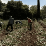 Vols de fruits et légumes : les maraîchers expriment leur mécontentement en France