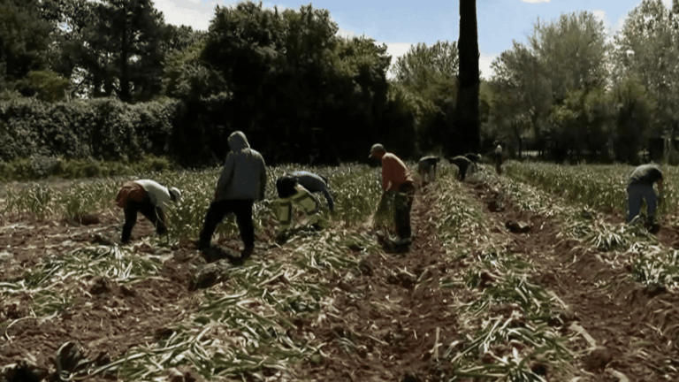 Vols de fruits et légumes : les maraîchers expriment leur mécontentement en France
