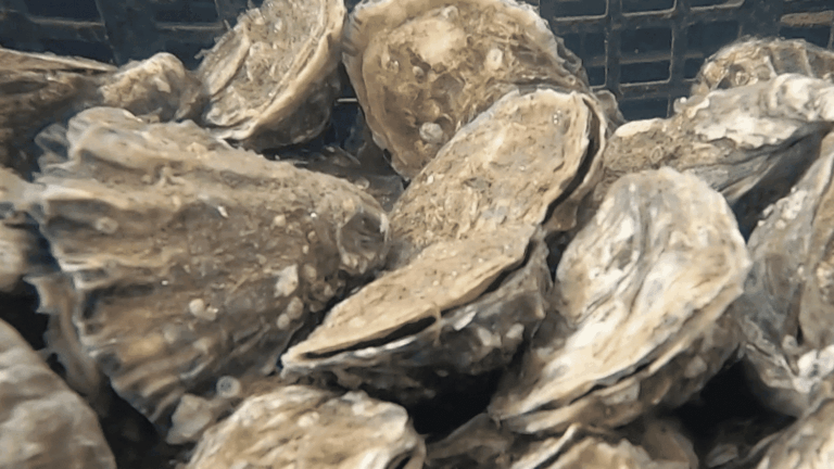 Marennes-Oléron : des bassins d’huîtres climatisés pour lutter contre la chaleur estivale.