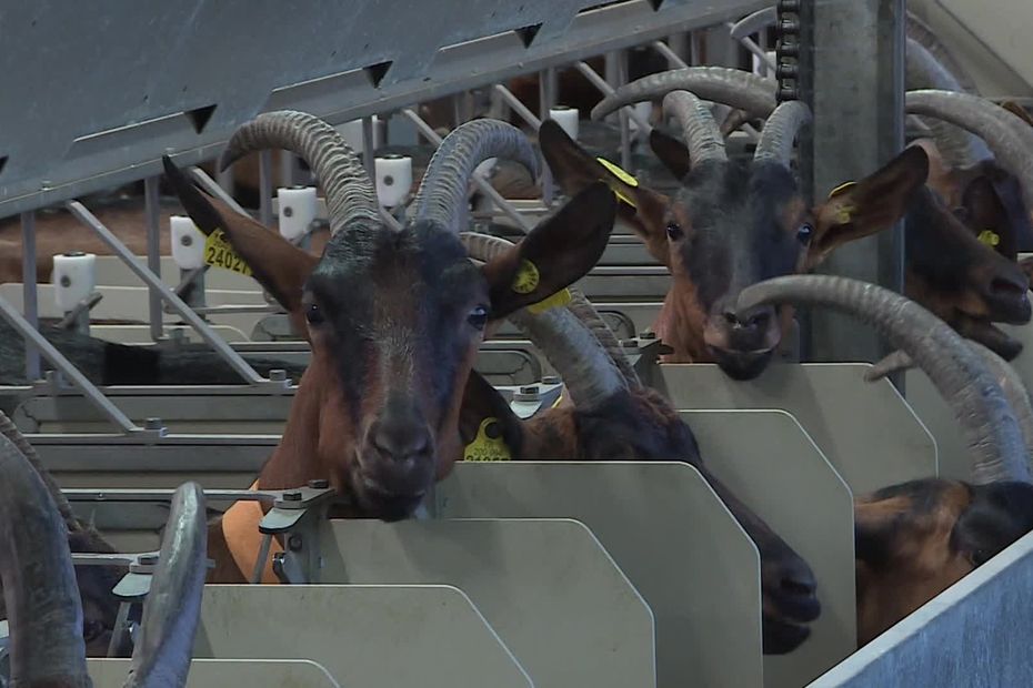 Mortalité des cultures en France : agriculteurs évaluent les pertes après la canicule.