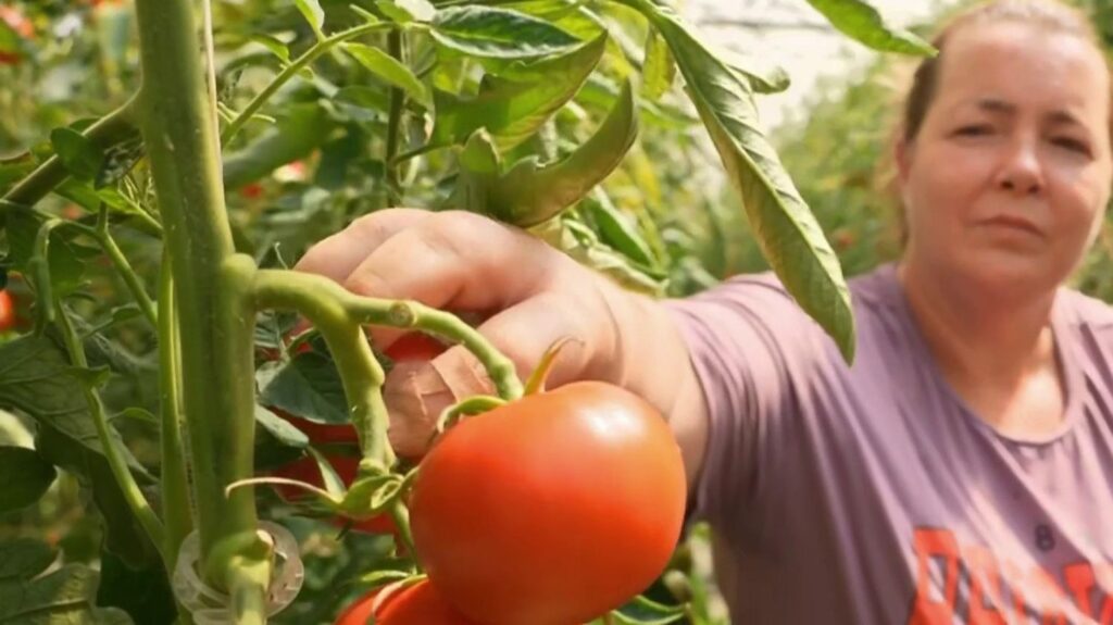 Augmentation des prix des fruits et légumes en raison de la canicule et des pertes agricoles.