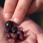 Canicule : 70 % de pertes de production de cassis en France selon les agriculteurs.