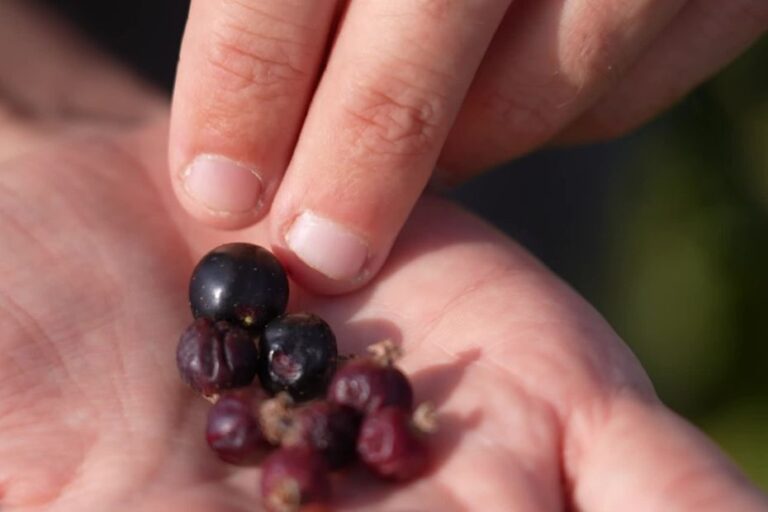 Canicule : 70 % de pertes de production de cassis en France selon les agriculteurs.