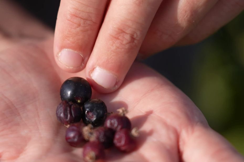 Canicule : 70 % de pertes de production de cassis en France selon les agriculteurs.