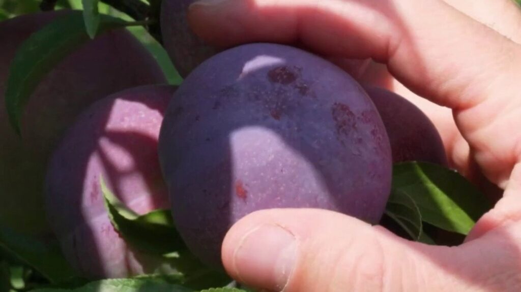 Canicule : la récolte précoce des prunes en France améliore la qualité des fruits.