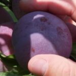 Canicule : la récolte précoce des prunes en France améliore la qualité des fruits.