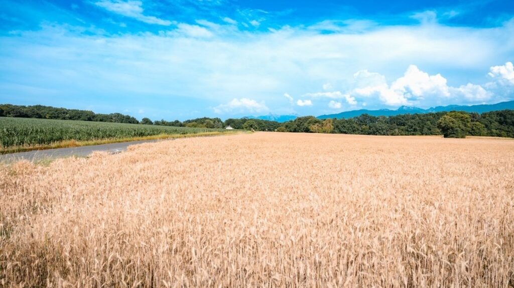 L’Union européenne débloque 107 millions d’euros pour soutenir les agriculteurs français face à la hausse des engrais.