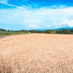 L’Union européenne débloque 107 millions d’euros pour soutenir les agriculteurs français face à la hausse des engrais.