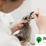 Désarroi des soignants face à l&rsquo;afflux d&rsquo;animaux affectés par la chaleur.