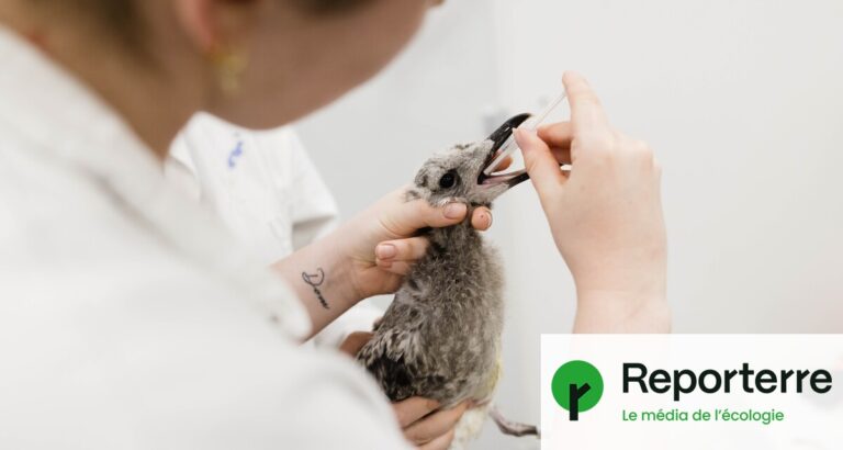 Désarroi des soignants face à l’afflux d’animaux affectés par la chaleur.