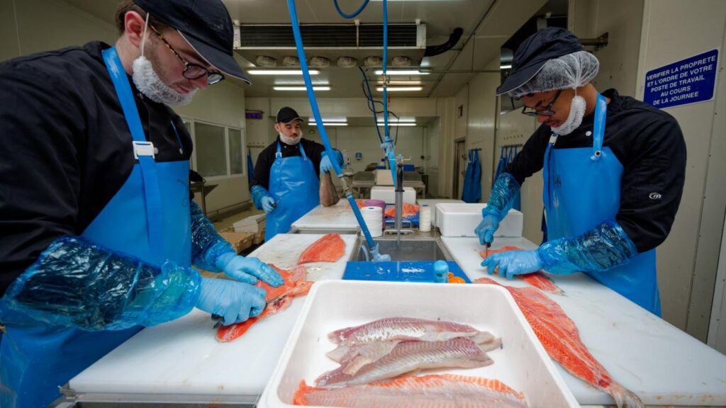 Trois étudiants poissonniers s’entraînent à Capécure pour devenir Meilleurs Apprentis de France.