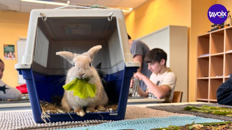 « La classe relais du collège Diderot de Dainville suit des séances de médiation animale avec des lapins »