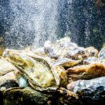 Des chercheurs explorent l&rsquo;utilisation des huîtres comme filtres à eau pour les astronautes.