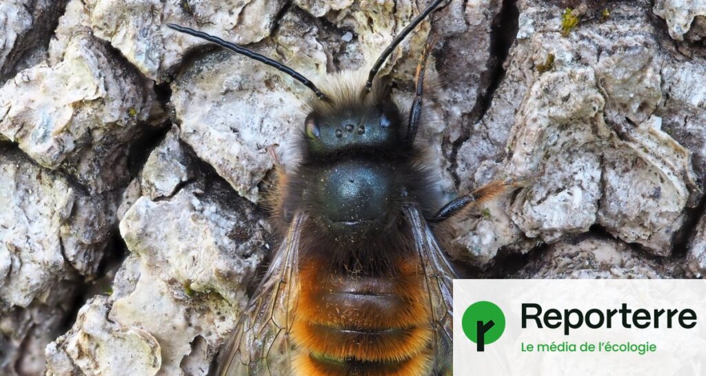 Laurent Duplomb propose la réautorisation d’un pesticide controversé pour les abeilles solitaires.