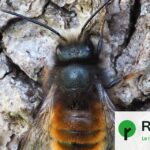 Laurent Duplomb propose la réautorisation d’un pesticide controversé pour les abeilles solitaires.
