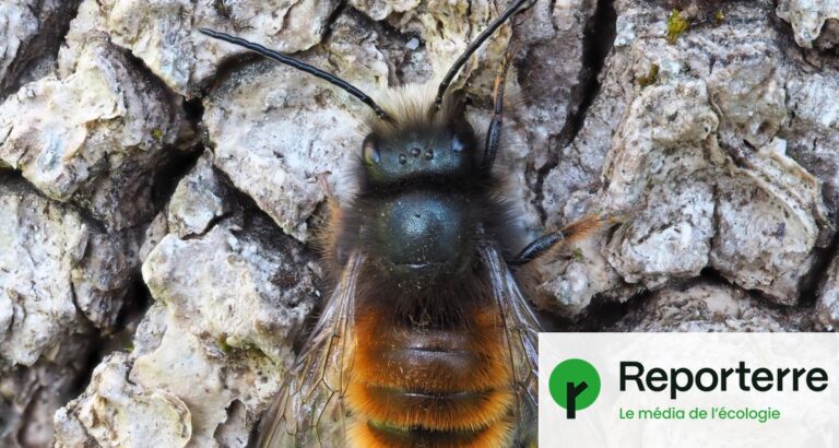 Laurent Duplomb propose la réautorisation d’un pesticide controversé pour les abeilles solitaires.