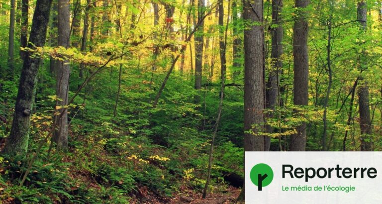 Les choix politiques réduisent le stockage de CO2 dans les forêts françaises.